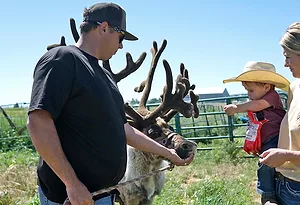 Reindeer42_web.jpg