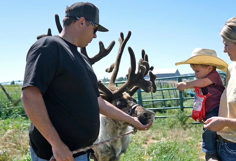 Reindeer42_web.jpg